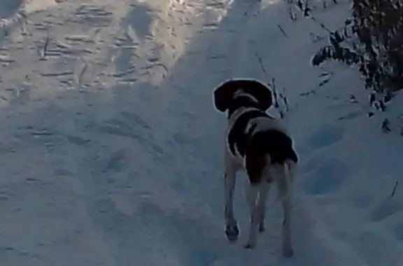 Найдена собака в Яснополянском