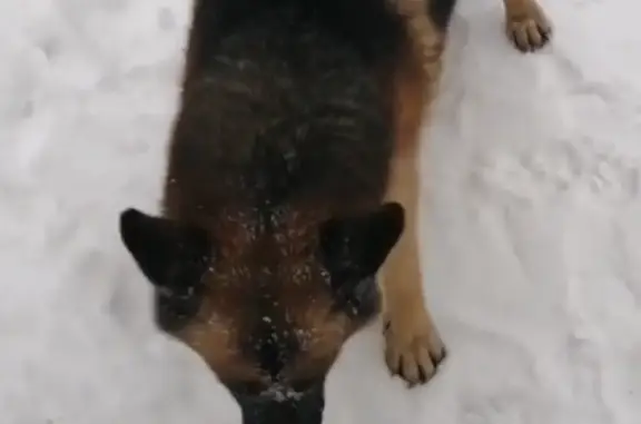 Собака найдена: Ферма-2, Казань