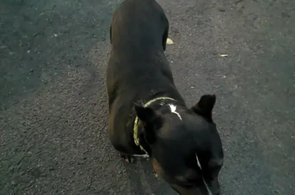 Найденные животные Ростов-на-Дону, фото: Найдена собака: ул. Еременко, 27кБ