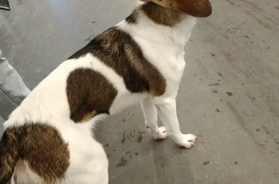 Найдена собака в ТЦ Лента, Калуга