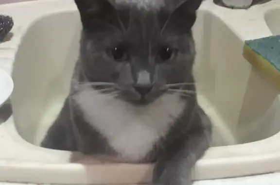 Объявления о пропавших и найденных животных, Михновка, фото: Пропала кошка в Михновке!