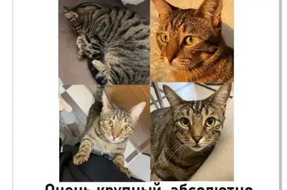 Пропала кошка в Тюбе, Дагестан