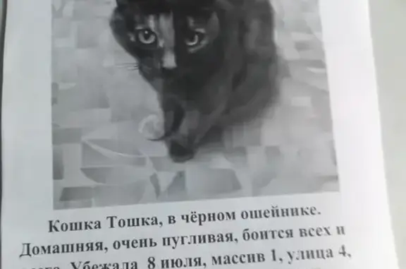 Пропала кошка, Нижнекамск, Татарстан