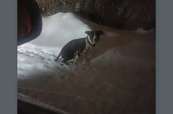 Найдена собака в Ликино-Дулёво