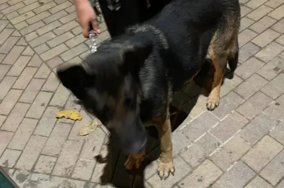 Найдена собака, Новороссийск 89951836707
