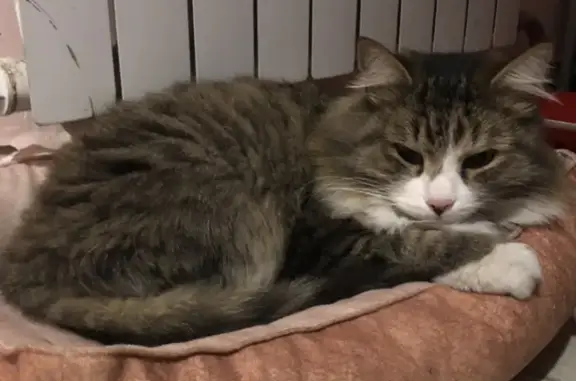 Найден кот: Бердское ш., Бердск