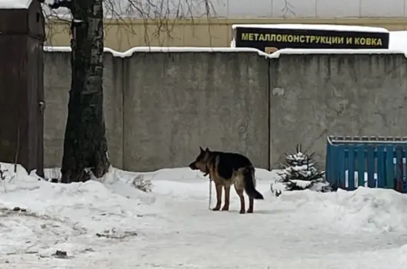 Найдена собака, Московская обл.