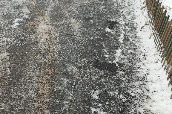 Найдена собака, Нижний Новгород, фото: Найдена такса: Красноуральская, 13к1