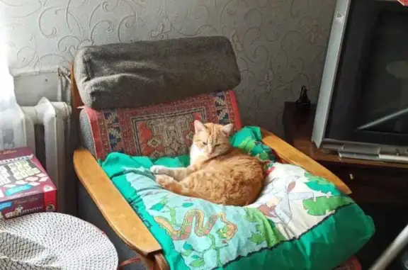 Пропала кошка: Осипенко, 10, Зеленоградск