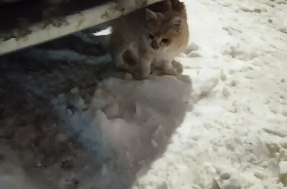 Найдена кошка, ул. 25 Октября, 4, Пермь