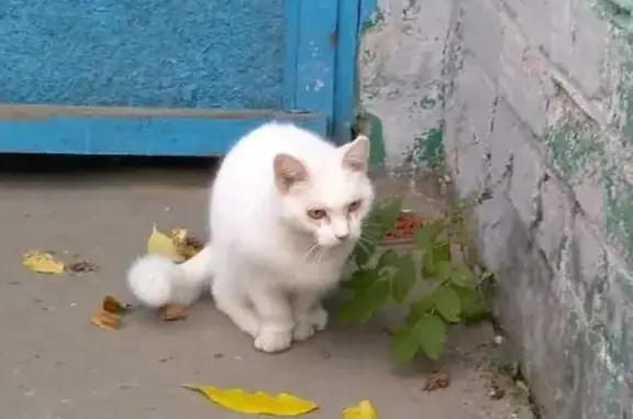 Пропал кот Маркиз, ул. Калинина, 108
