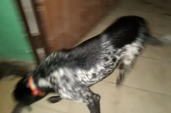 Найдена собака в Авиагородке, Батайск 27