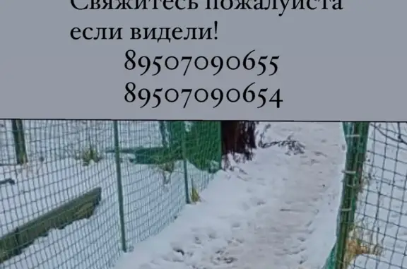 Пропала собака в Корохоткино, Смоленск