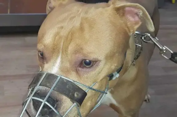 Найдена собака, Московская область, фото: Найден стафф на Ярославском ш., Пушкино