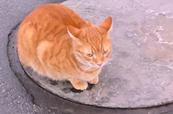 Найден кот: Бухарестская, СПб