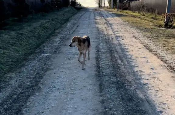 Найдена собака: Малаховское, Тула