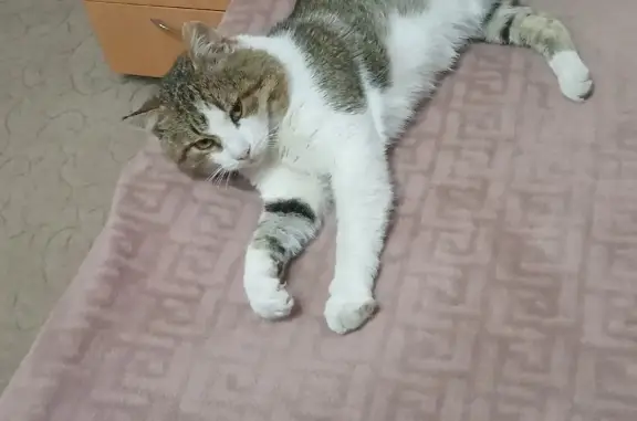 Пропала кошка в Магнитогорске
