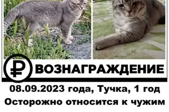 Пропала кошка Тучка, Новочеркасск