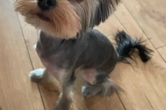 Собаки потеряшки, Волгоград, фото: Потеряшка собака, Грамши 43, Волгоград