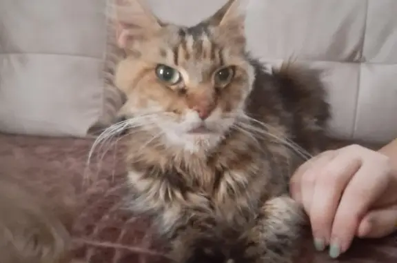 Найдена худая кошка, Нижегородская, 33