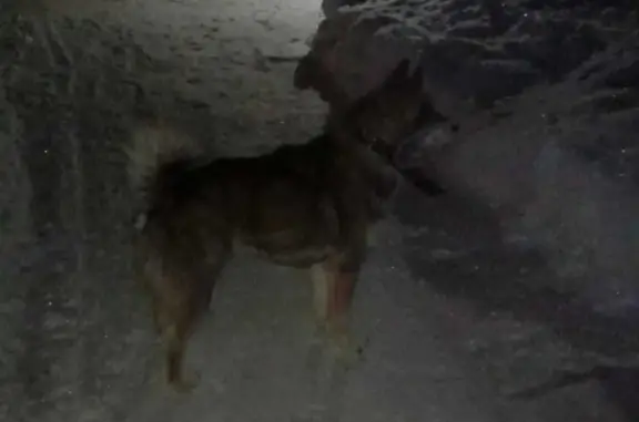 Найдена собака на Советской, Бирск