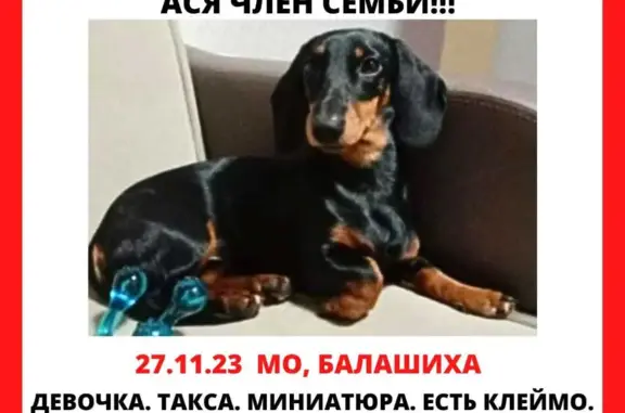 Пропала собака: ул. Свердлова, Балашиха