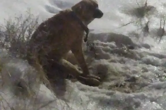 Найдена собака в Бессоновке