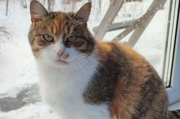 Пропала кошка, Рязанская область