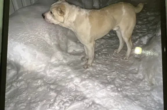 Пропала собака, Киевское ш., Обнинск