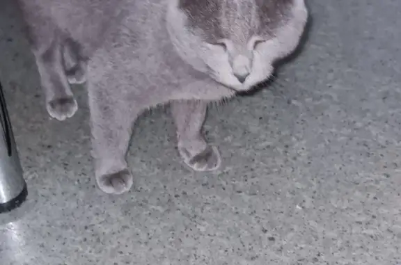 Найдена кошка, Урицкого 11Б, Ульяновск