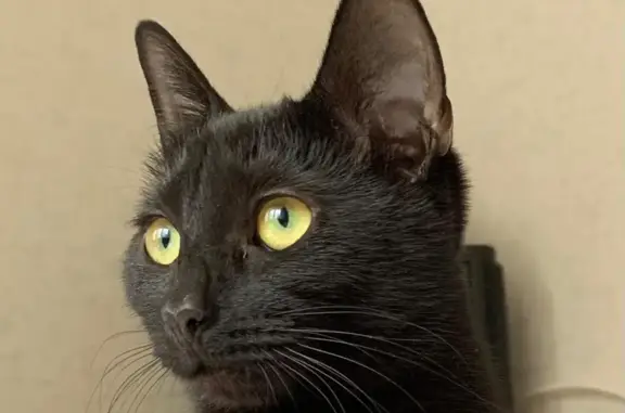 Пропала черная кошка, пр-т Солидарности, 3к1