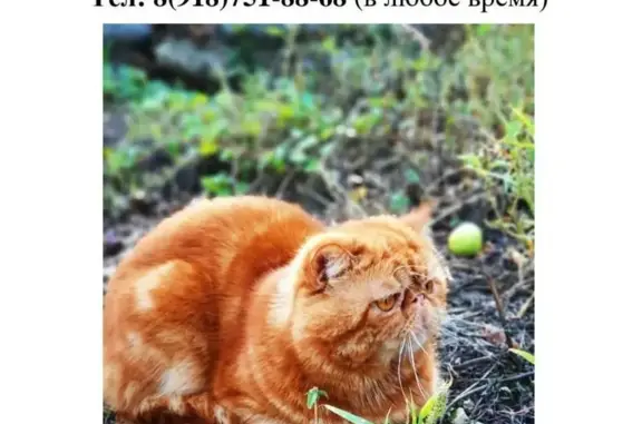 Пропал кот: ул. Кутузова, Кисловодск
