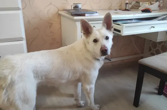 Найдена собака, Лесная ул., Красноярск