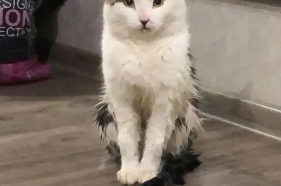 Найден кот: Первомайская, 125А, Бердск