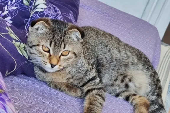 Пропала кошка: Комсомольская наб., 17