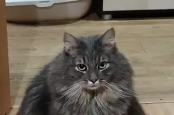 Кошки потеряшки, Киров, фото: Потеряшка серая кошка, Горбуновой 16, Киров