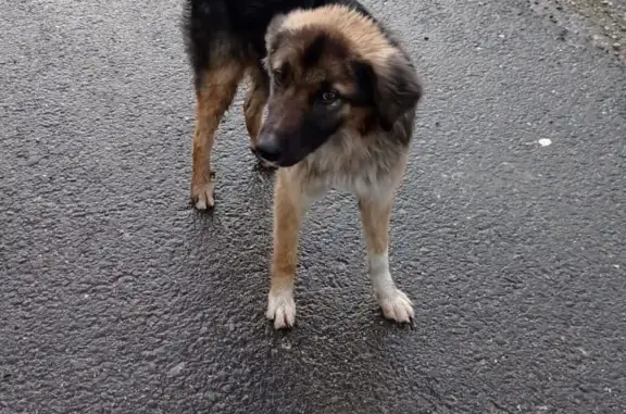 Найдена собака в П.Жемчужный, Краснодар