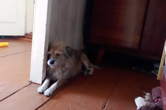 Пропала собака в Пензе, ул. Циолковского