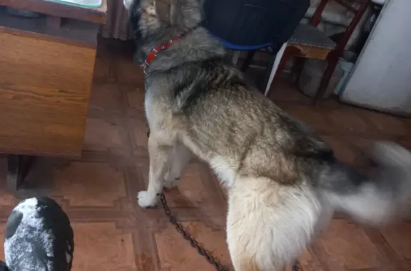 Найдена собака: Галичская 126, Кострома