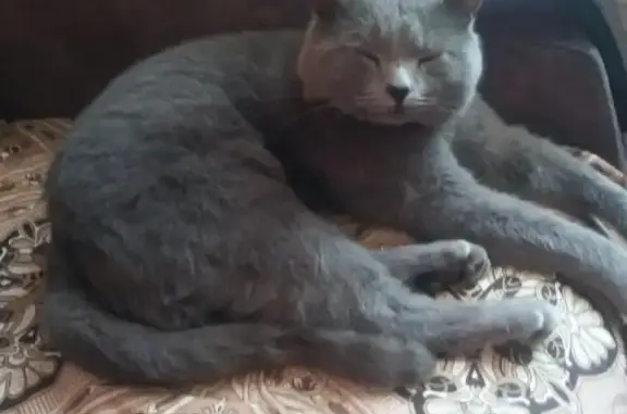 Кошки потеряшки, Уразовка, фото: Потеряшка кот Барсик, Автозаводская 4