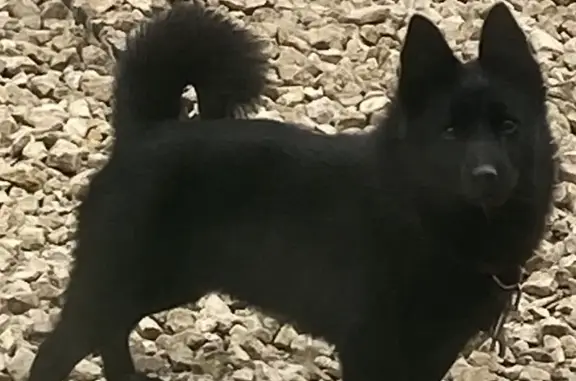 Пропала собака, Кирби, Татарстан
