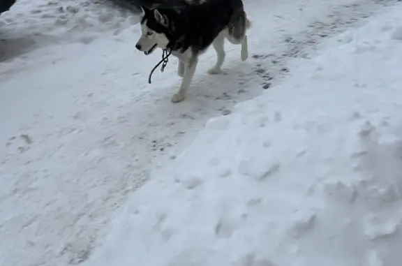 Найдена собака: Новомосковская, 9А, Тула
