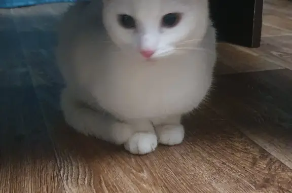 Найдена белая кошка, Томск