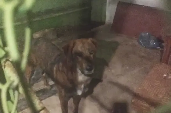 Найдена собака: Крымская ул., 99, Анапа