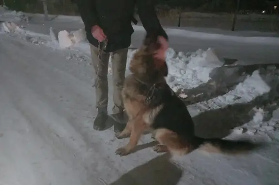 Найдена собака, Советская ул., Ягодное