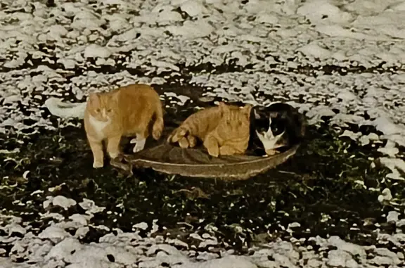 Трое кошек на люке, пр. Стачек, СПб