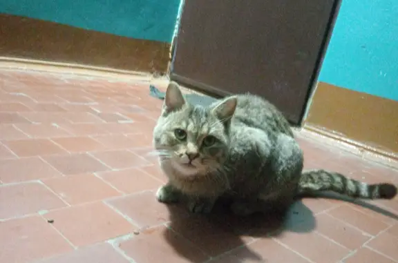 Найдена кошка: Пролетарская, 23