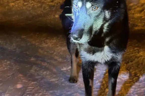 Найдена собака в парке РАДУГА, Москва
