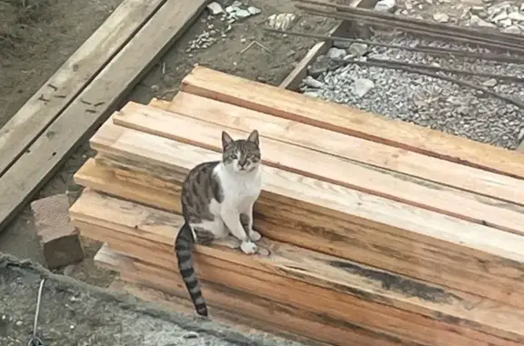 Пропал кот в Каспийске, Дагестан