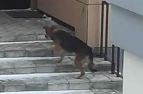 Найдена собака: Притомская наб., 3А